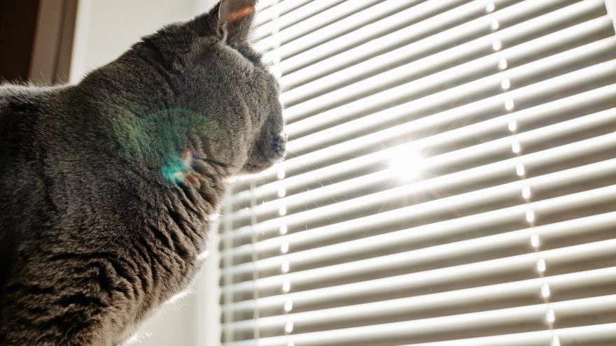 солнце, кот весна