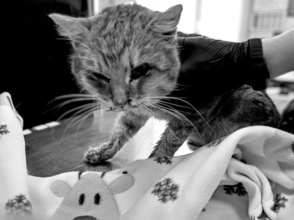 Фото: Инициативная группа по защите животных