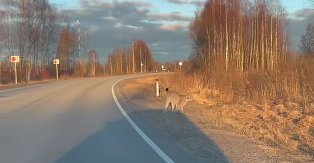 Фото: скрин с видео