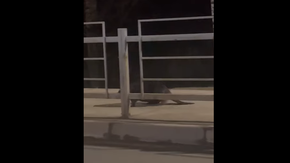 Фото: кадр из видео