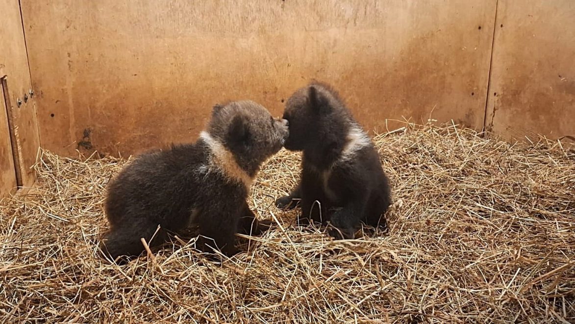 Фото: Центр спасения медвежат-сирот
