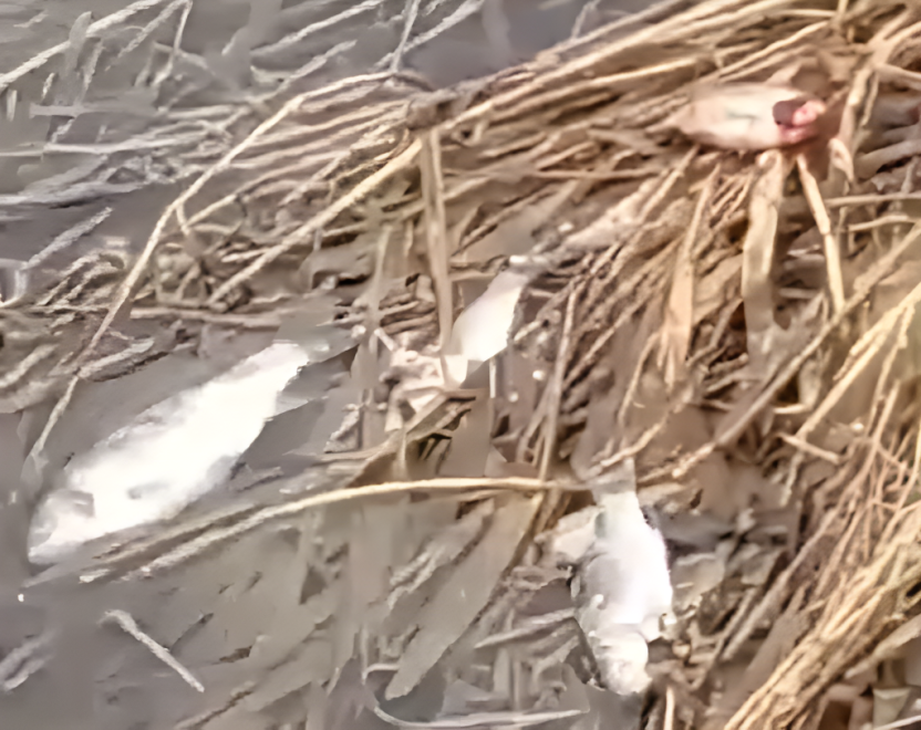 Фото: скрин с видео 