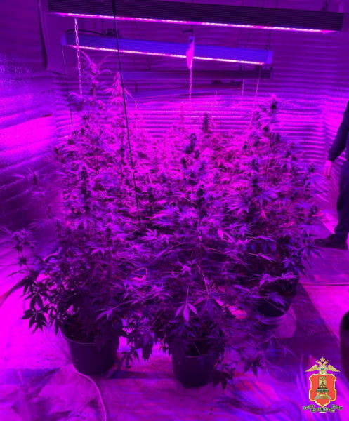 конопля, нелидовский округ