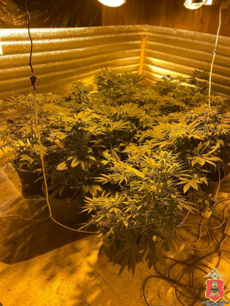 конопля, нелидовский округ