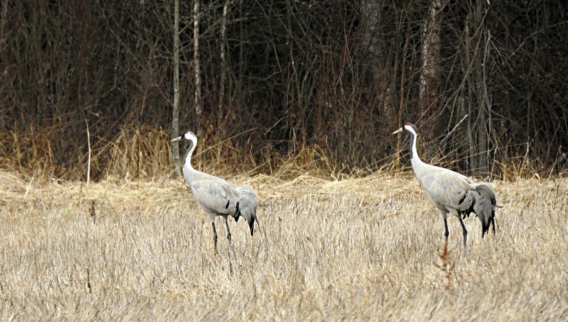 Фото: Дарья Бурмистрова Старичкова/группа 