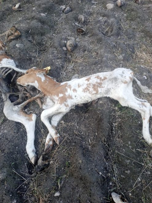 Растерзанное животное