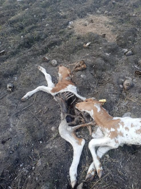 Растерзанное животное