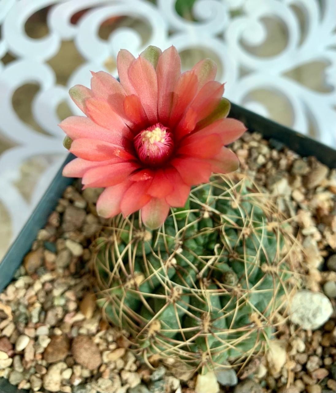 Фото: Тверская областная картинная галерея