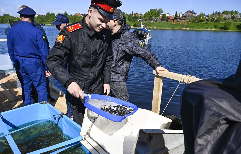 зарыбление волги 2025