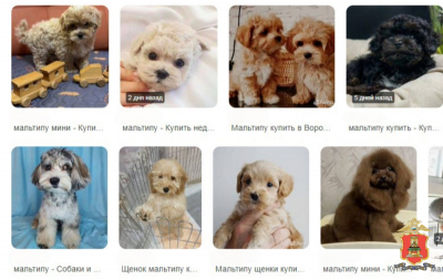 Фото: Пресс-служба УМВД России по Тверской области  