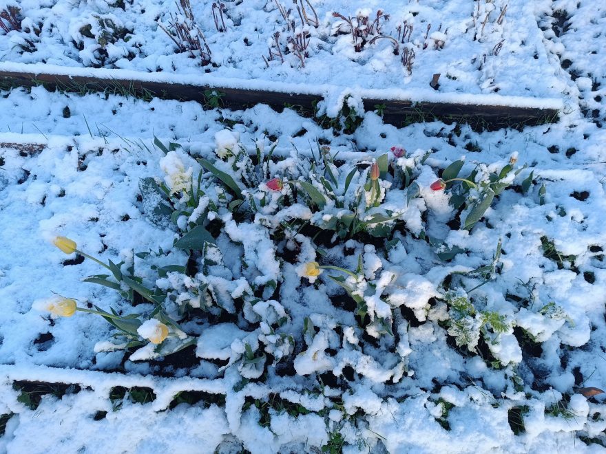 Цветы в снегу