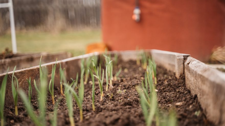 чеснок, дача, огород