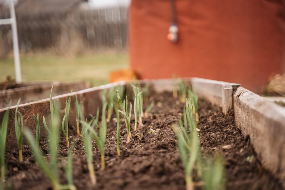 чеснок, дача, огород