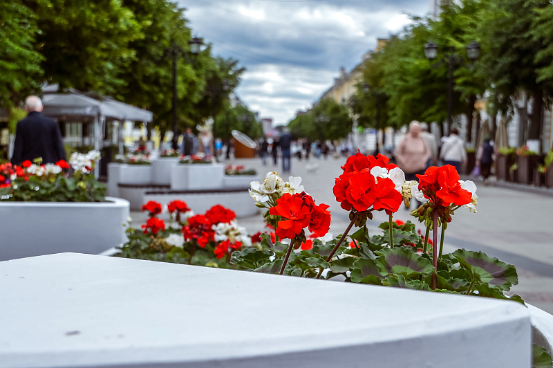 цветы, цветники, клумба, благоустройство