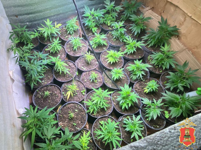 наркоферма, зубцовский округ