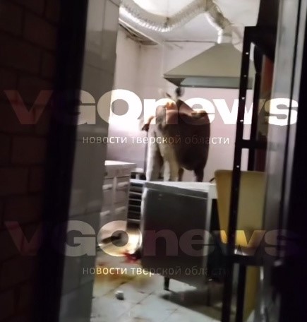 Фото: скриншот с видео канала 