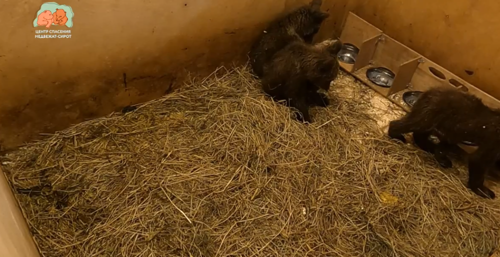 Фото: скриншот из видео / Центр спасения медвежат-сирот