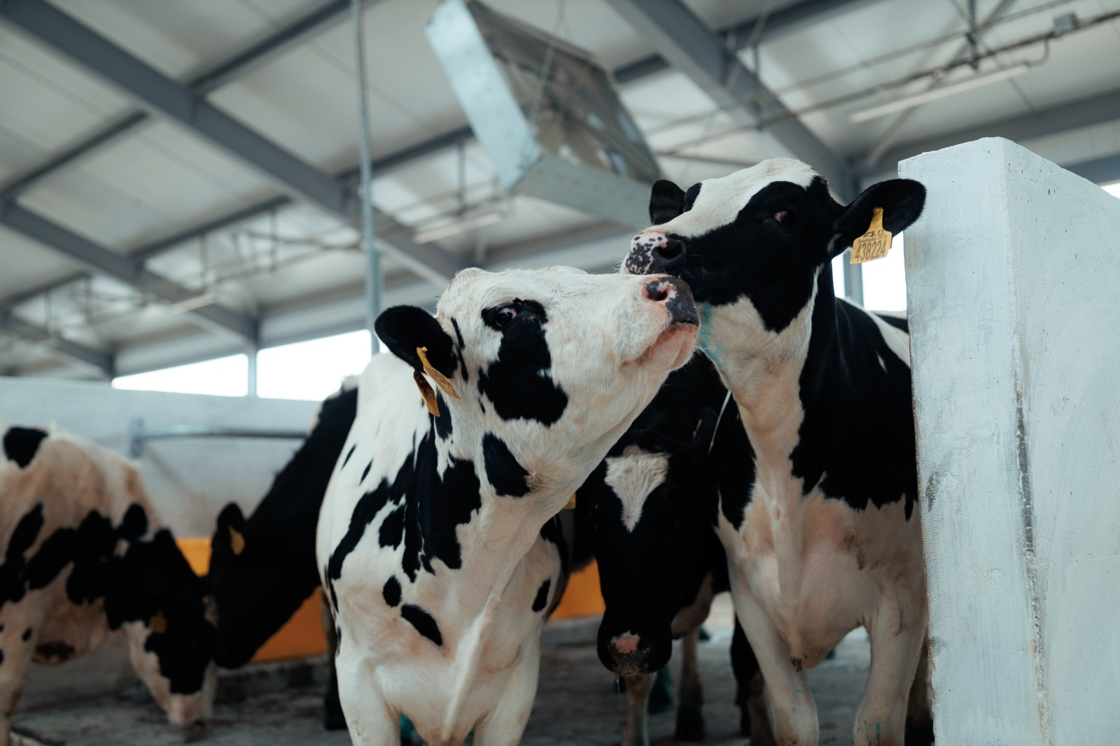 Фото: Евгений Копайсов