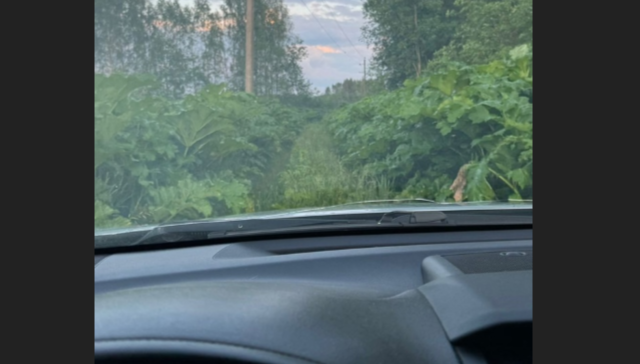 Фото: Редкино NEWS/ автор не указан