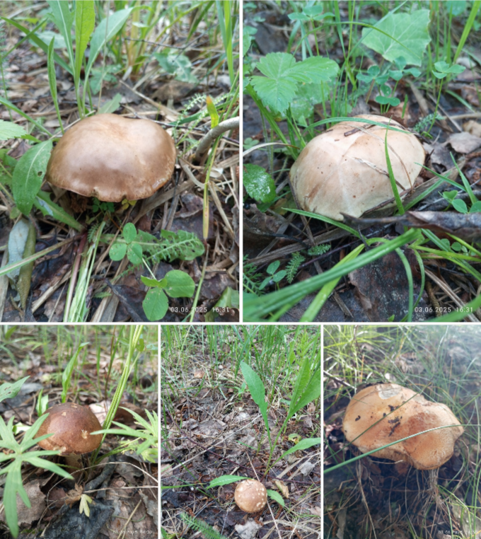 грибы (2)