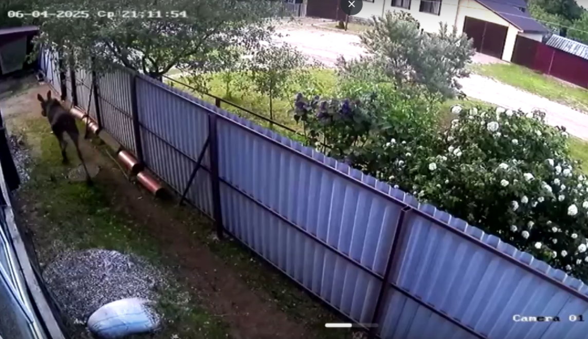 Фото: скрин с видео ВК 