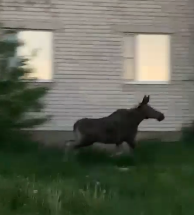 Фото: скриншот из видео / ВК-сообщество 