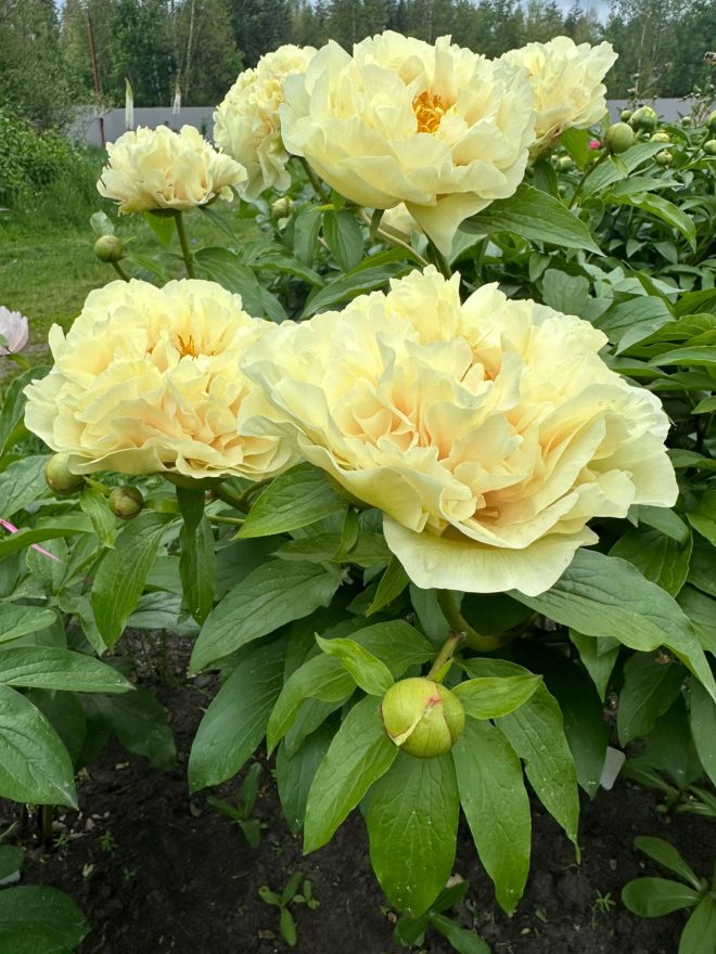 пионы (4)