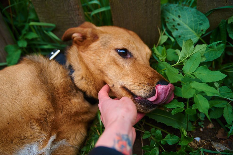 Фото: Анастасия Чистякова/РИА Верхневолжье