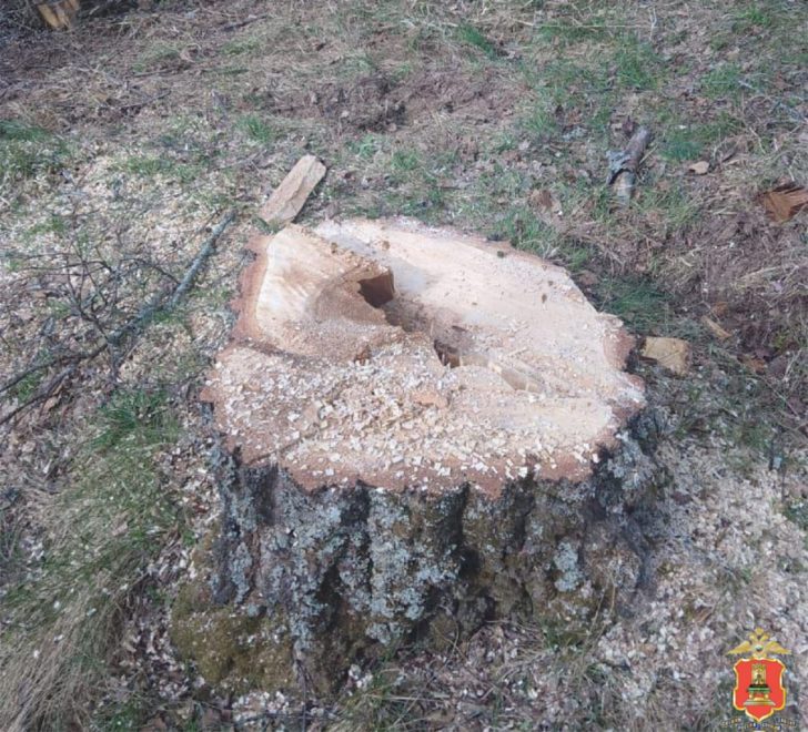 Фото: пресс-служба регионального УМВД