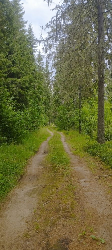 сбор черники