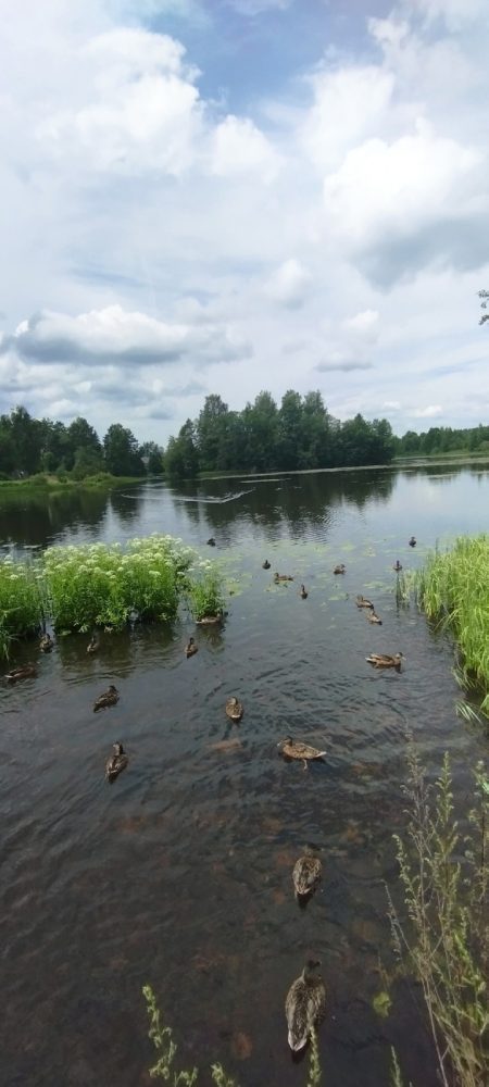 сбор черники