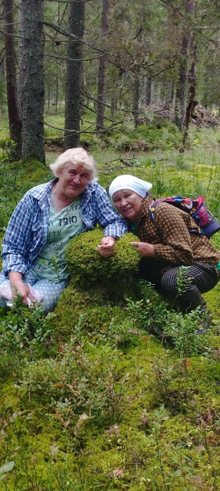 сбор черники