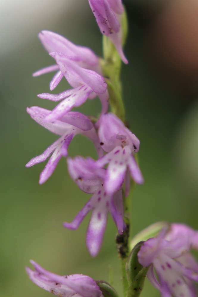 Фото: Мария Кочерова/группа Ботанического сада в ВК