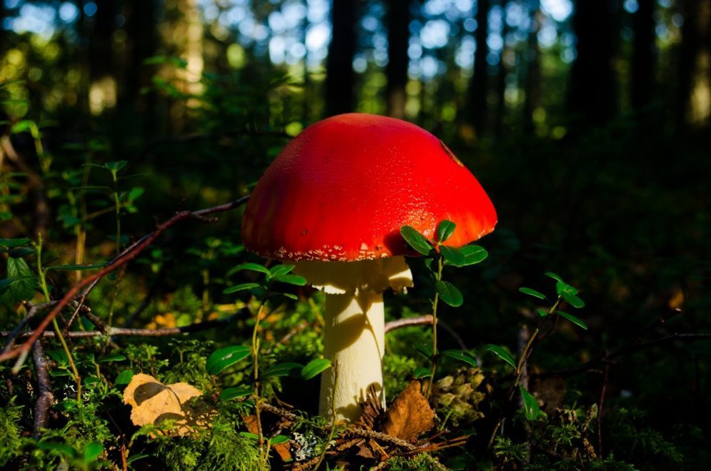 Фото: Мария Сидоренко
