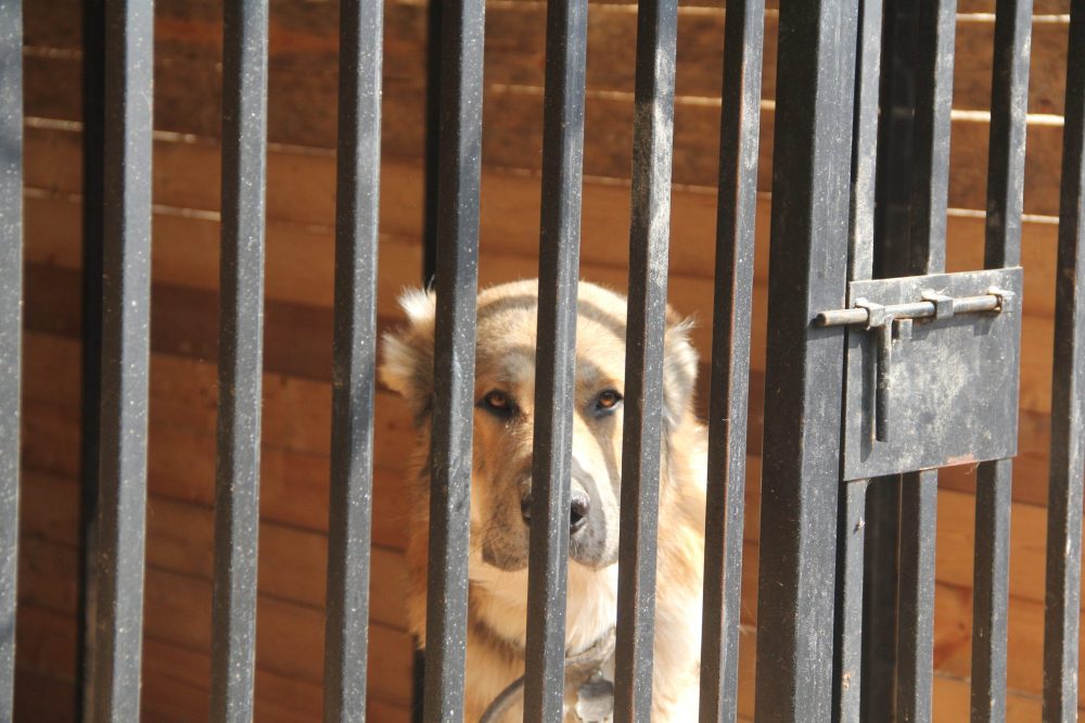 Фото: пресс-служба партии 