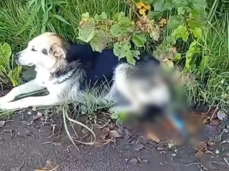 Фото: УМВД России по Тверской области