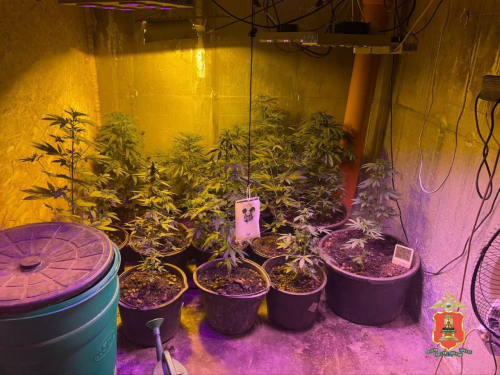 ликвидация наркофермы, конаковский округ