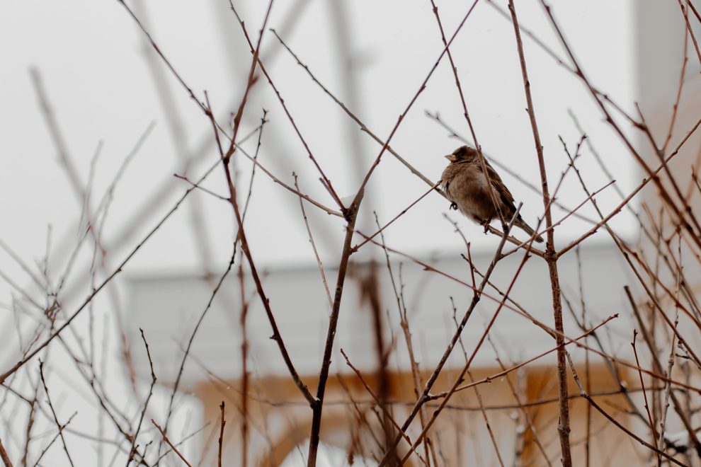 Фото: Карина Пожогина/РИА Верхневолжье