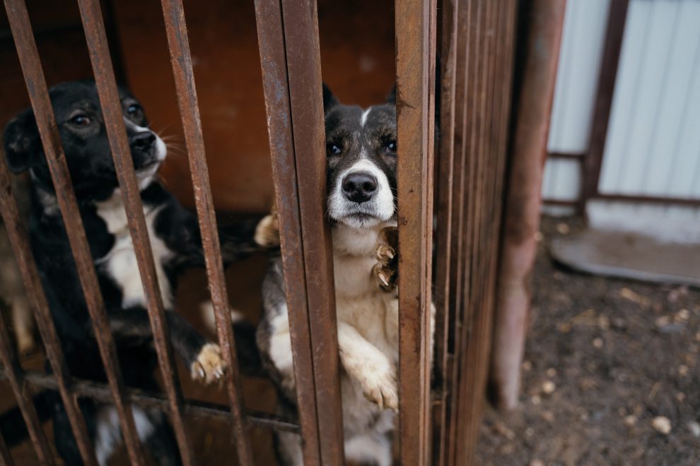 Фото: Максим Школьников/РИА Верхневолжье