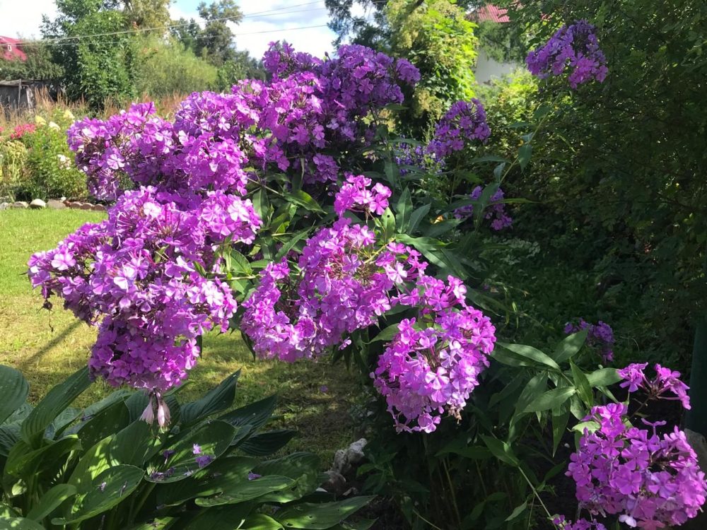 цветы, нелидово