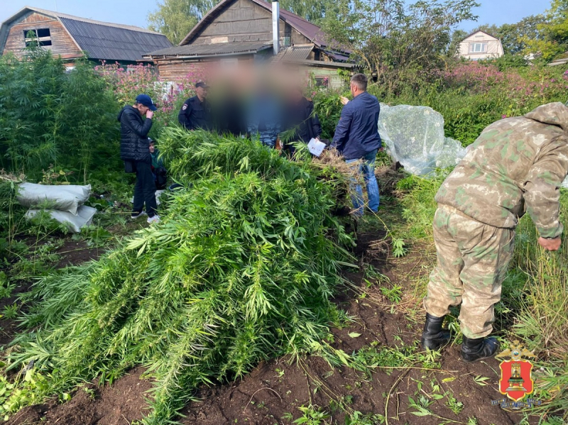 задержание наркодилера, вышний волочек