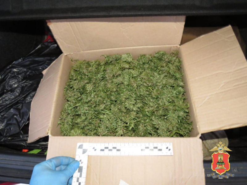 наркотики, кашин