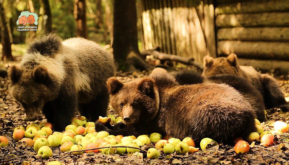Автор фото: скриншот видео/