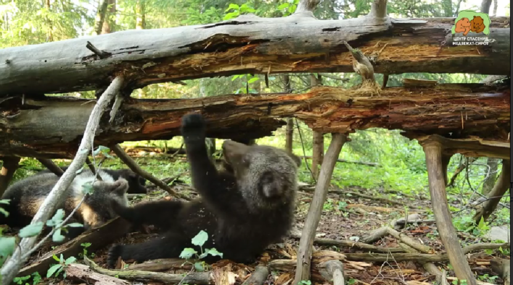 Фото: скриншот видео/Центр спасения медвежат-сирот