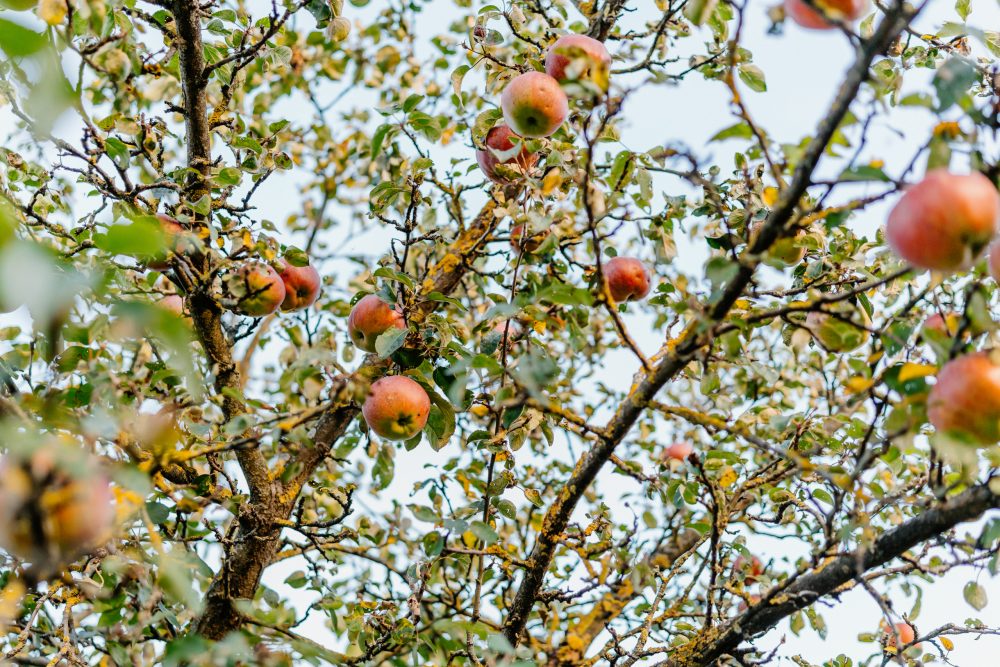 Фото: Максим Школьников/РИА Верхневолжье