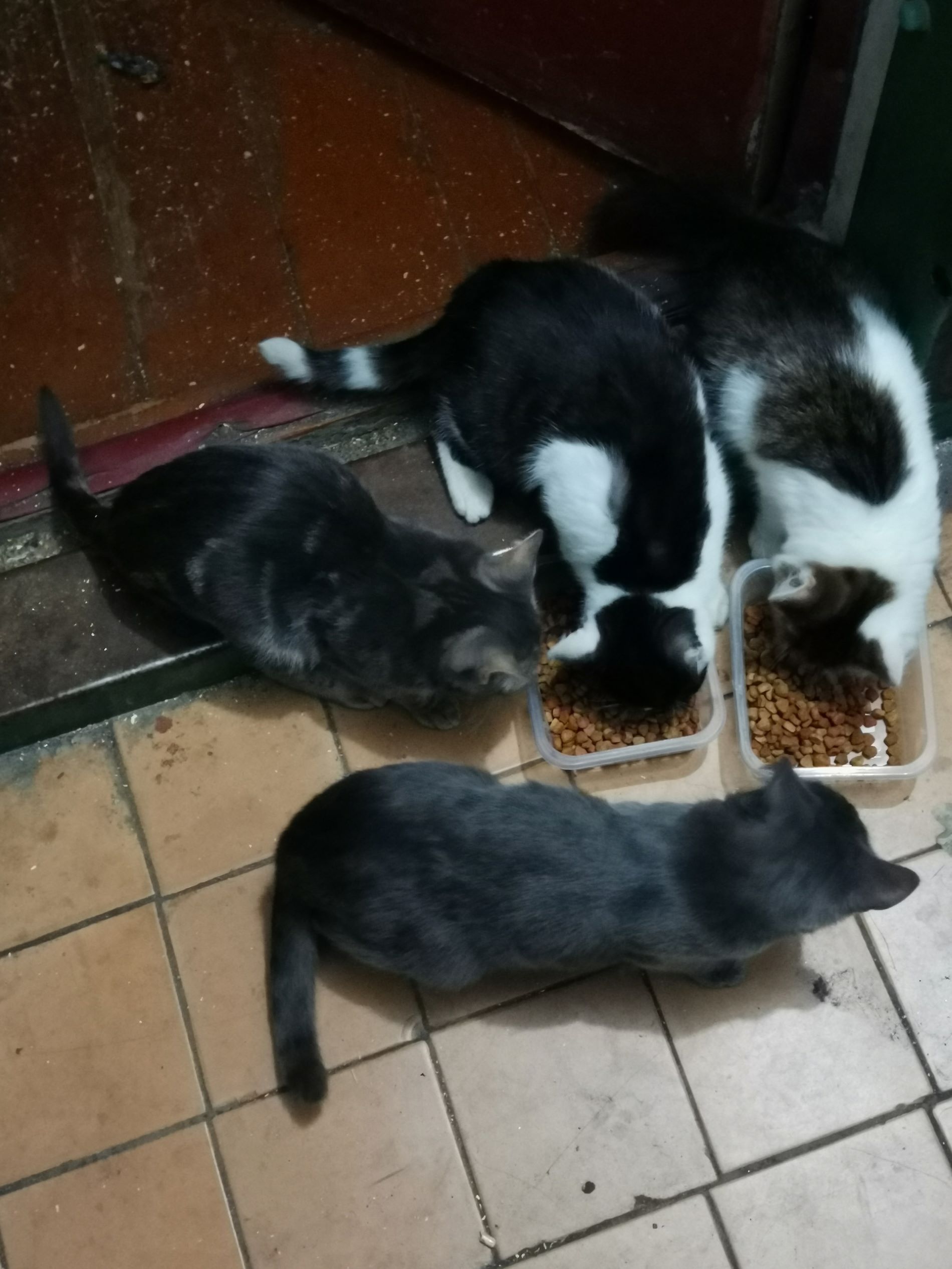 Фото: Светлана Гончарова/”Инициативная группа по защите животных”