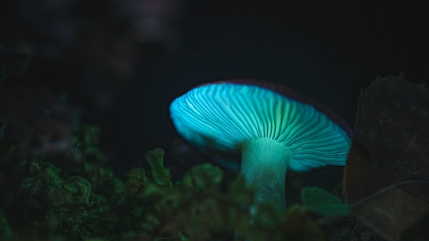 центрально-лесной государственный заповедник