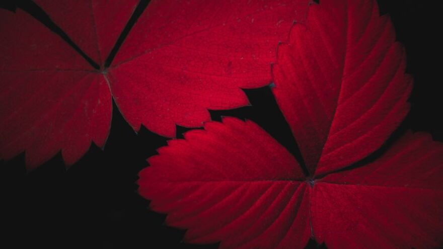 центрально-лесной государственный заповедник