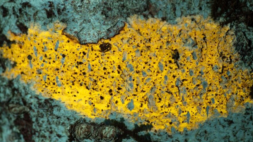 центрально-лесной государственный заповедник