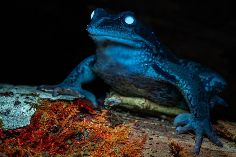 Фото: Дмитрий Иванов/Центрально-лесной государственный заповедник